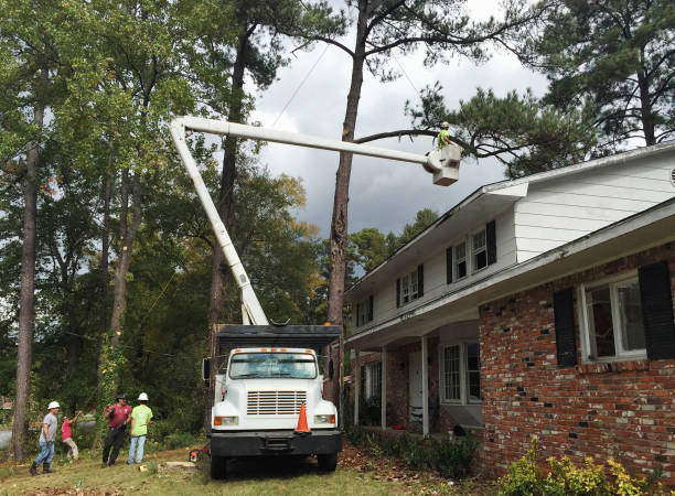 Best Tree Disease Treatment  in Five Points, NC